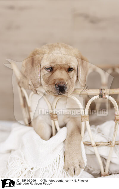 Labrador Retriever Welpe / Labrador Retriever Puppy / NP-03096