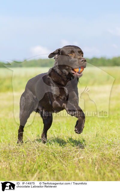 schokobrauner Labrador Retriever / chocolate Labrador Retriever / IF-14975