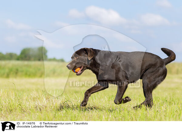 schokobrauner Labrador Retriever / chocolate Labrador Retriever / IF-14976