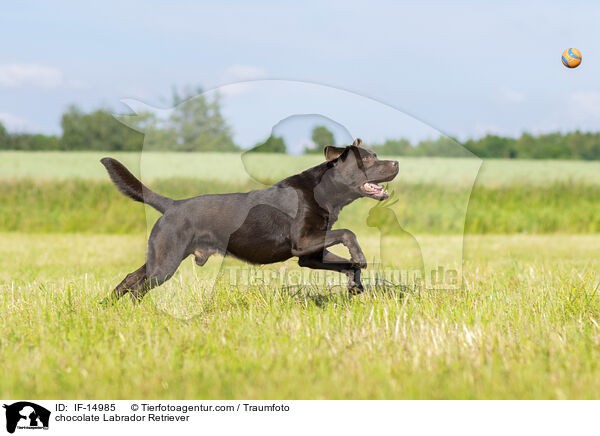 schokobrauner Labrador Retriever / chocolate Labrador Retriever / IF-14985