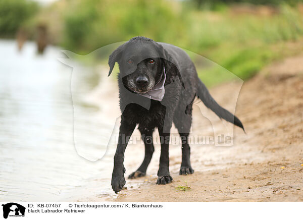 black Labrador Retriever / KB-07457