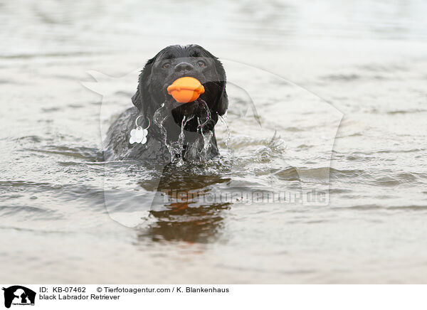 black Labrador Retriever / KB-07462