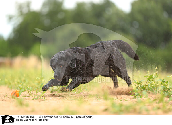 black Labrador Retriever / KB-07466