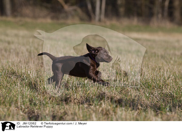 Labrador Retriever Welpe / Labrador Retriever Puppy / JM-12062