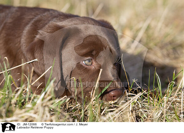 Labrador Retriever Welpe / Labrador Retriever Puppy / JM-12066