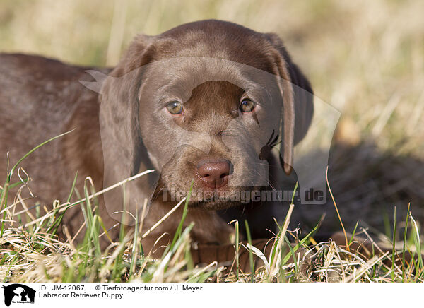 Labrador Retriever Welpe / Labrador Retriever Puppy / JM-12067