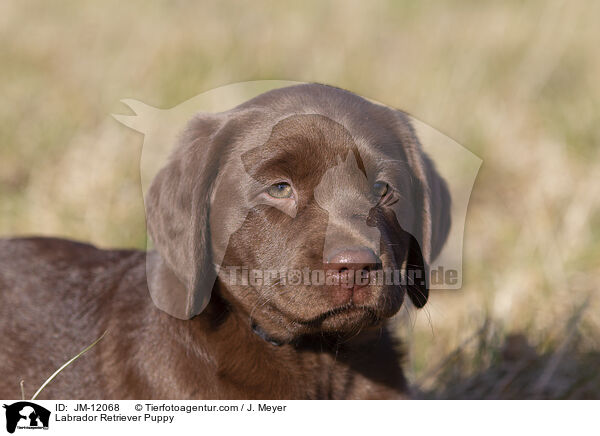 Labrador Retriever Welpe / Labrador Retriever Puppy / JM-12068