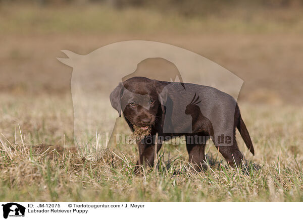 Labrador Retriever Welpe / Labrador Retriever Puppy / JM-12075