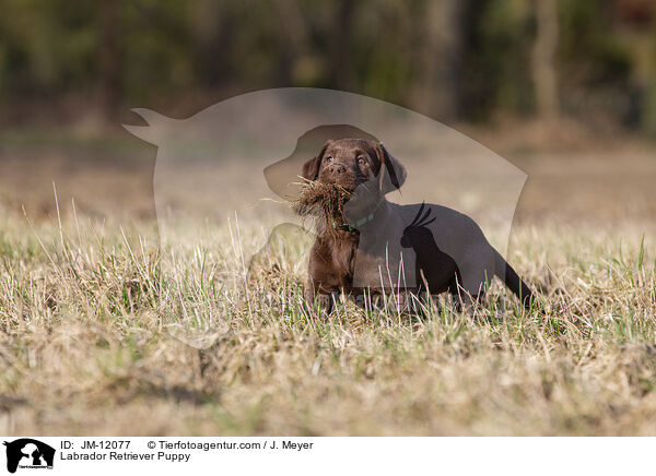 Labrador Retriever Welpe / Labrador Retriever Puppy / JM-12077