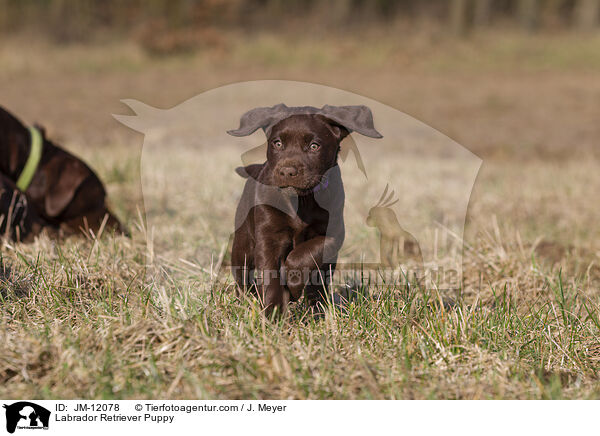 Labrador Retriever Welpe / Labrador Retriever Puppy / JM-12078