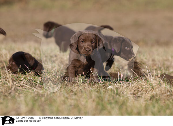 Labrador Retriever / Labrador Retriever / JM-12080