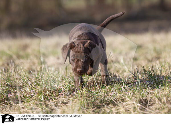 Labrador Retriever Welpe / Labrador Retriever Puppy / JM-12083