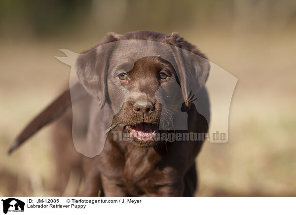 Labrador Retriever Welpe / Labrador Retriever Puppy / JM-12085