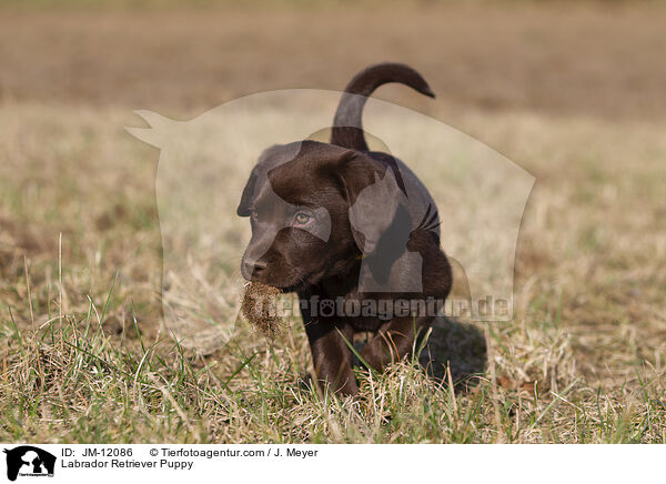 Labrador Retriever Welpe / Labrador Retriever Puppy / JM-12086