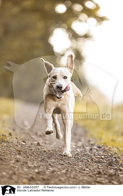 blonder Labrador Retriever / blonde Labrador Retriever / JAM-03257