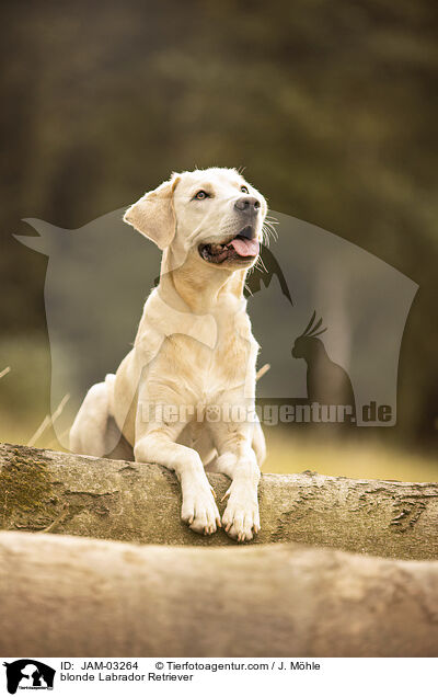 blonder Labrador Retriever / blonde Labrador Retriever / JAM-03264