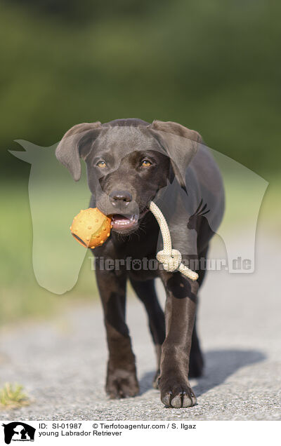 junger Labrador Retriever / young Labrador Retriever / SI-01987