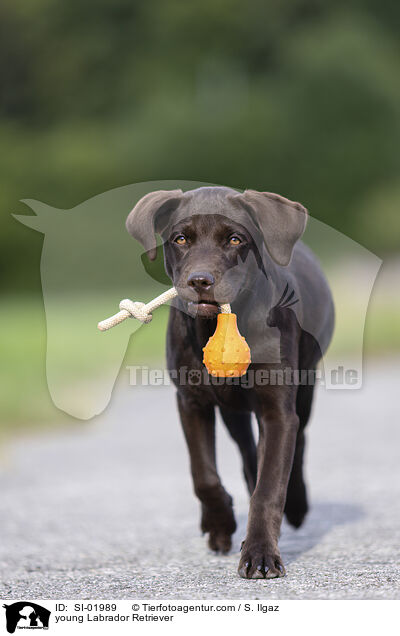 junger Labrador Retriever / young Labrador Retriever / SI-01989