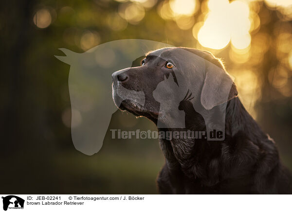 brauner Labrador Retriever / brown Labrador Retriever / JEB-02241