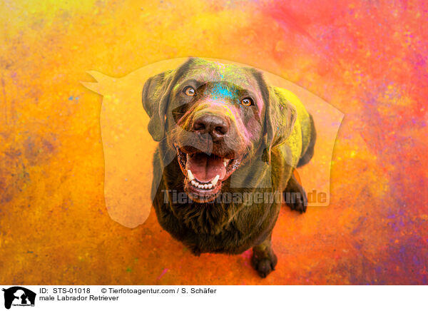 Labrador Retriever Rde / male Labrador Retriever / STS-01018