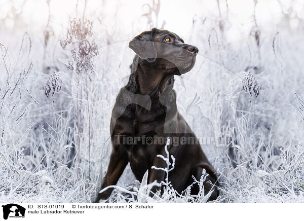 Labrador Retriever Rde / male Labrador Retriever / STS-01019