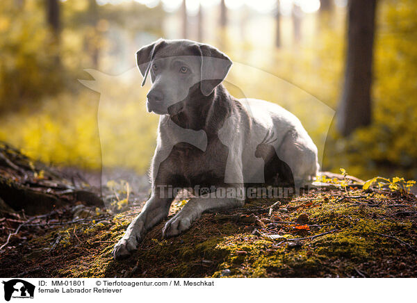 Labrador Retriever Hndin / female Labrador Retriever / MM-01801