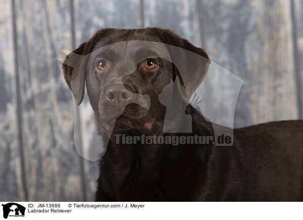 Labrador Retriever / Labrador Retriever / JM-13686