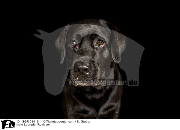 Labrador Retriever Rde / male Labrador Retriever / SGR-01419