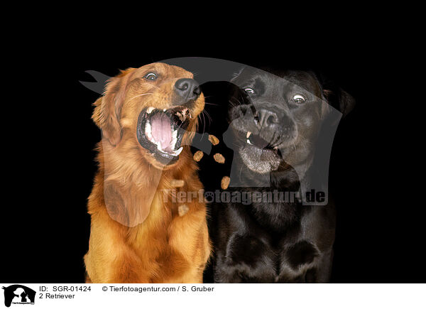 2 Retriever / 2 Retriever / SGR-01424