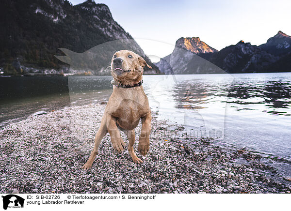 junger Labrador Retriever / young Labrador Retriever / SIB-02726