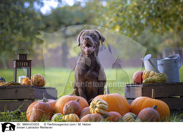 brauner Labrador Retriever / brown Labrador Retriever / MAH-03303