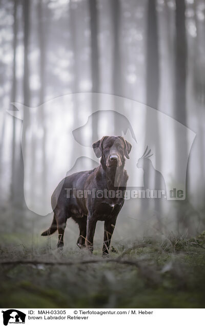 brauner Labrador Retriever / brown Labrador Retriever / MAH-03305