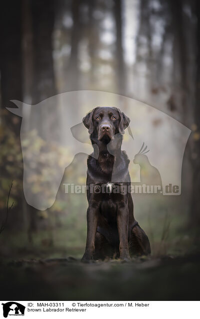 brown Labrador Retriever / MAH-03311