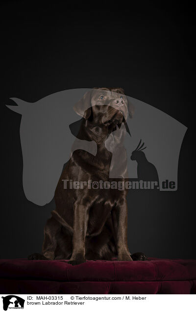 brauner Labrador Retriever / brown Labrador Retriever / MAH-03315