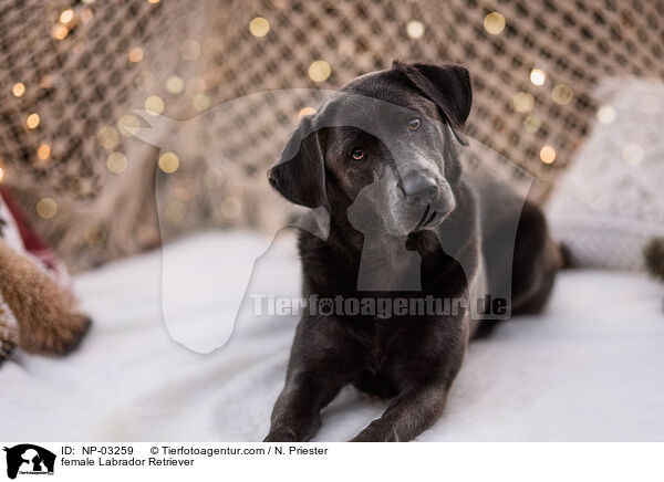 Labrador Retriever Hndin / female Labrador Retriever / NP-03259