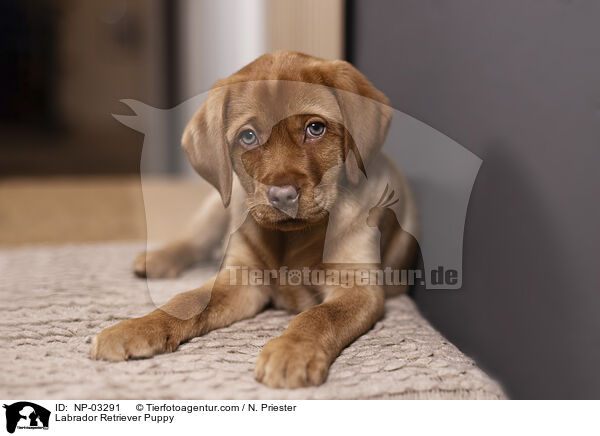 Labrador Retriever Welpe / Labrador Retriever Puppy / NP-03291