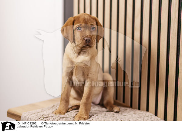 Labrador Retriever Welpe / Labrador Retriever Puppy / NP-03292