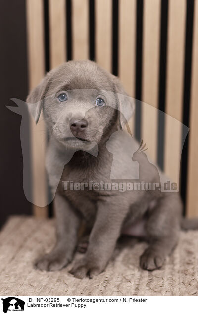 Labrador Retriever Welpe / Labrador Retriever Puppy / NP-03295