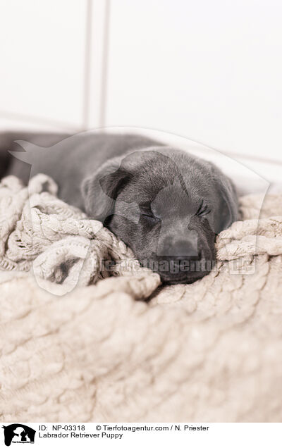 Labrador Retriever Welpe / Labrador Retriever Puppy / NP-03318