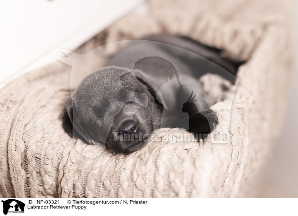 Labrador Retriever Welpe / Labrador Retriever Puppy / NP-03321