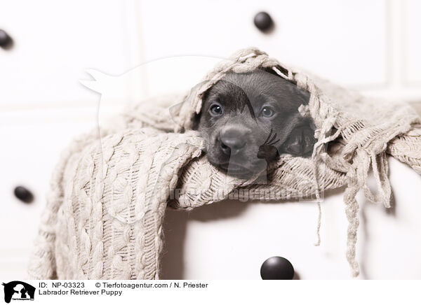 Labrador Retriever Welpe / Labrador Retriever Puppy / NP-03323