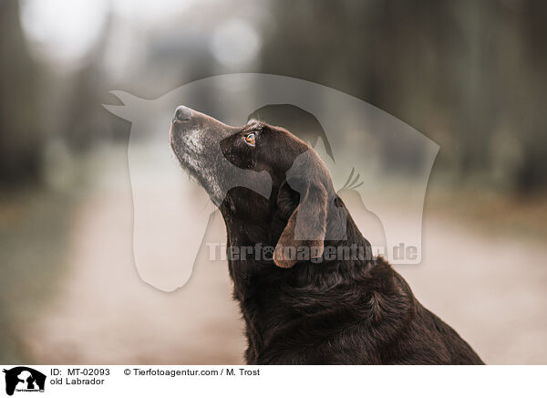 alter Labrador / old Labrador / MT-02093