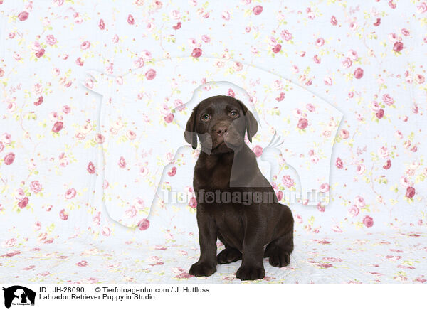 Labrador Retriever Welpe im Studio / Labrador Retriever Puppy in Studio / JH-28090