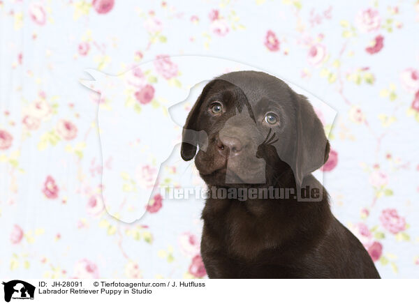 Labrador Retriever Welpe im Studio / Labrador Retriever Puppy in Studio / JH-28091