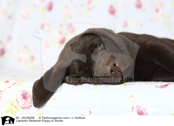 Labrador Retriever Welpe im Studio / Labrador Retriever Puppy in Studio / JH-28098