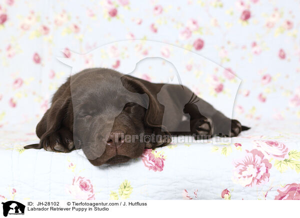 Labrador Retriever Welpe im Studio / Labrador Retriever Puppy in Studio / JH-28102