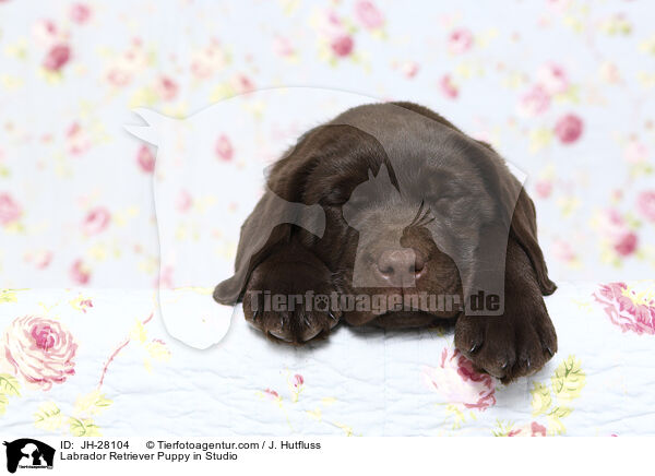 Labrador Retriever Welpe im Studio / Labrador Retriever Puppy in Studio / JH-28104