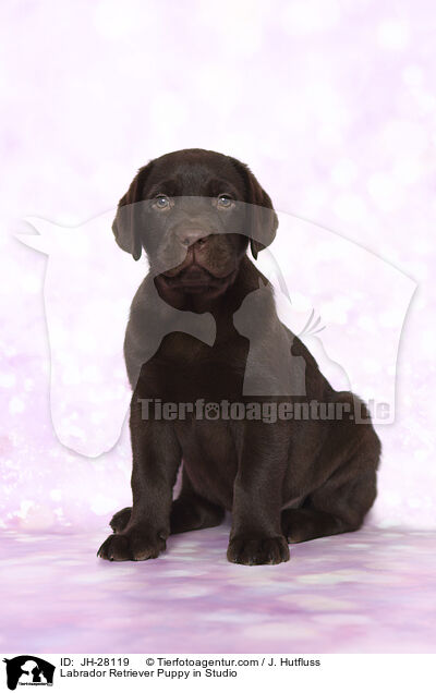 Labrador Retriever Welpe im Studio / Labrador Retriever Puppy in Studio / JH-28119