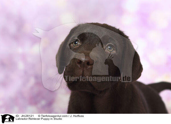 Labrador Retriever Welpe im Studio / Labrador Retriever Puppy in Studio / JH-28121