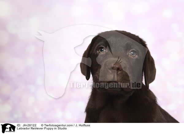 Labrador Retriever Welpe im Studio / Labrador Retriever Puppy in Studio / JH-28122